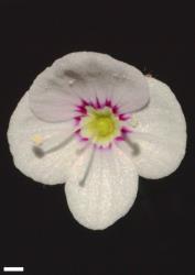 Veronica jovellanoides. Flower. Scale = 1 mm.
 Image: P.J. Garnock-Jones © P.J. Garnock-Jones CC-BY-NC 3.0 NZ